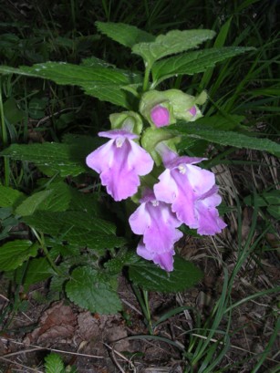 Melittis melissophyllum / Erba limona comune